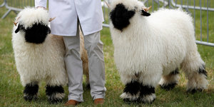 zwei sehr wollige weiße Schafe mit schwarzen Gesichtern werden von einem Menhscne festgehalten
