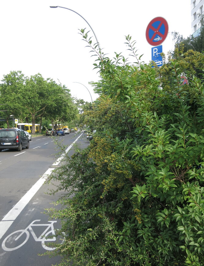 Radstreifen neben einem Strauch, der auf die Straße wächst