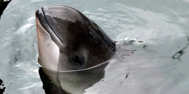 Ein Schweinswal streckt die Schnauze aus dem Wasser.