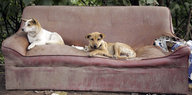 Hunde auf einer Couch mit Löchern