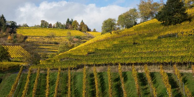 Weinstöcke in einer hügeligen Landschaft