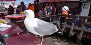 Eine Möwe auf dem Tisch eines Imbissstandes