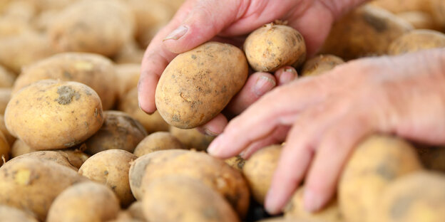 Hände wühlen in Kartoffeln