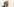 Donald Trumps Frisur weht im Wind