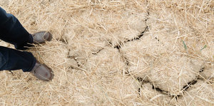 Tockenheitsrisse auf dem Boden eines Weizenfeldes