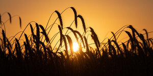 Sonnenaufgang hinter Getreidefeld