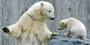 Der vier Monate alte Eisbär Wilbär sitzt neben seiner Mutter Corinna