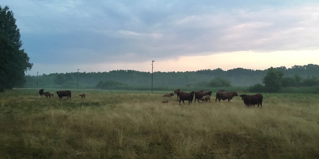 Eine Kuhherde steht auf einer nebligen Wiese