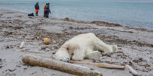 Eisbär auf Kreuzfahrt erschossen - ein toter Eisbär liegt am Strand
