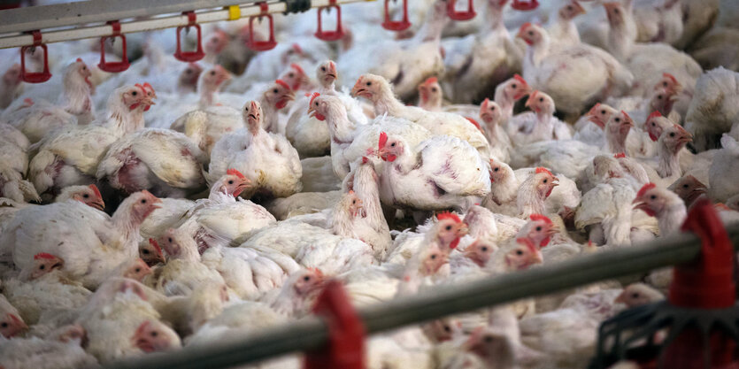 Hähnchen, dicht gedrängt, in einem Stall