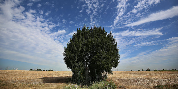 Ein Baum auf einem trockenen Feld, darüber der blaue Sommerhimmel