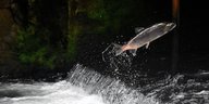 Lachsflucht in Chile - ein Fisch springt aus einem Fluss