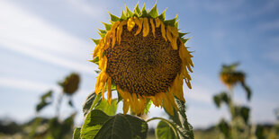 Eine Sonnenblume lässt den Kopf hängen