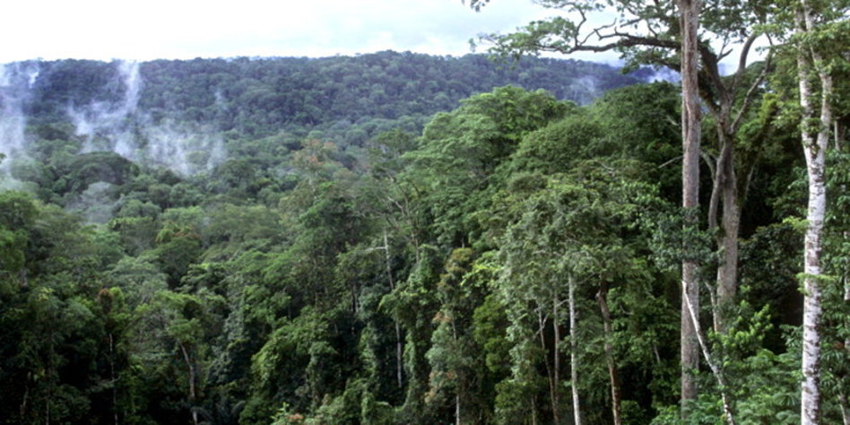 Bedrohte Regenwalder In Afrika Der Wald Als Riesengeschaft Taz De
