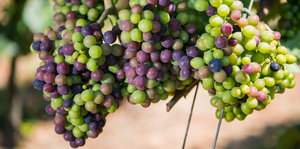 Trauben hängen an einer Weinrebe