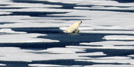 ein Eisbär steigt aus dem Wasser aufs Eis