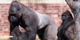 ein großer Gorilla mit einem Würstchen in der Hand, im Hintergrund ein weiterer