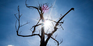 Sonne scheint durch einen vertrockneten Baum