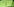 Grüne Stinkwanze auf grünem Blatt