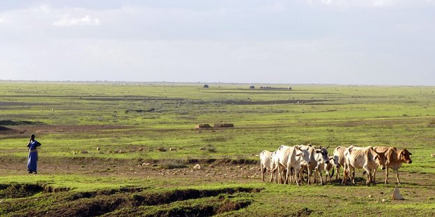 Eine Herde Rinder auf einer weiten grünen Ebene - in einiger Entfernung ein Mensch