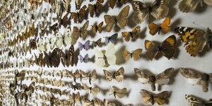 Präparierte Schmetterlinge in einem Schaukasten