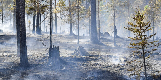Abgebrannte Bäume nach Waldbrand in Mittelschweden