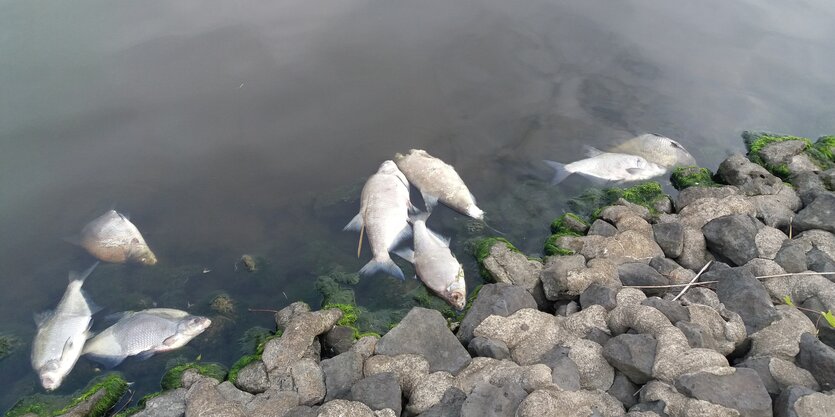 Tote Brassen schwimmen im niedersächsischen Greetsiel.