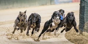 Fünf Hunde mit Maulkörben rennen und springen auf einer präparierten Strecke