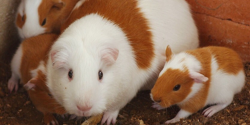 ein ausgewachsener Hamster und drei kleine