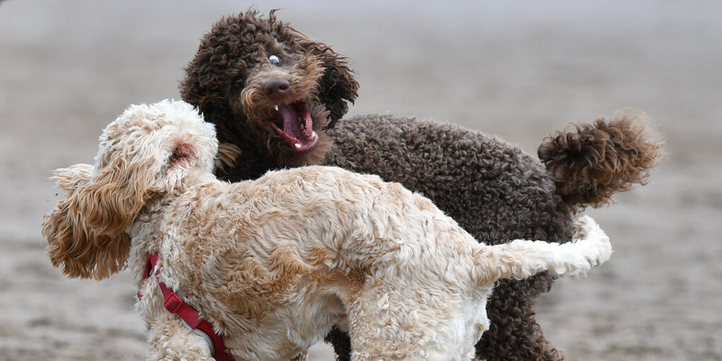 Zwei Hunde beim Spiel