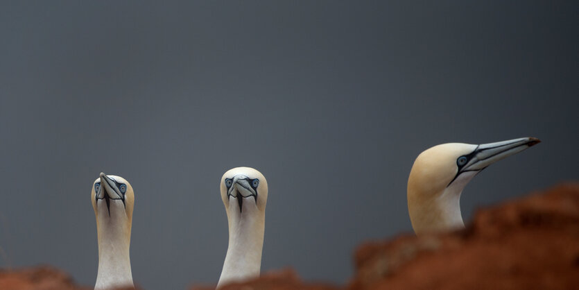 Drei Basstölpel auf Helgoland.