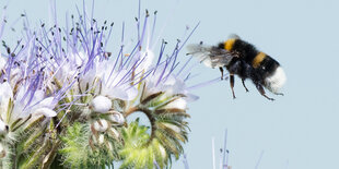 Eine Hummel lanndet auf einer Blüte.