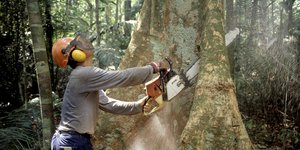 Holzfäller im brasilianischen Regenwald