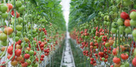 Tomatenpflanzen in einem Gerwächshaus