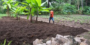 Gemüsegarten mit Bananenstauden