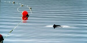 Die Rückenflosse eines Schweinswals ragt aus ruhiger See