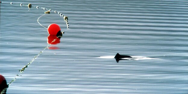 Die Rückenflosse eines Schweinswals ragt aus ruhiger See