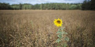 Eine einzelne ausgetrocknete Mailpflanze steht noch auf dem ausgedörrten Feld. Die anderen Pflanzen rings um liegen auf dem Boden