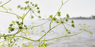 Grüne Blüten über der Elbe, am anderen Ufer sind in der Ferne Bäume