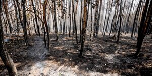 Ausgebrannter Wald nahe Treuenbrietzen in Brandenburg