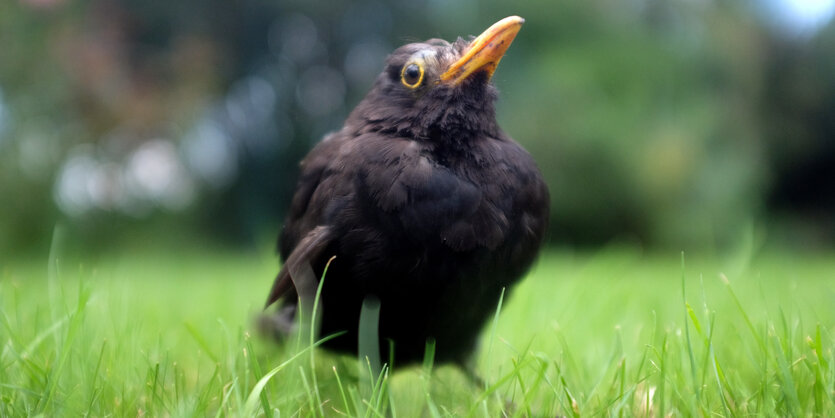 eine erkrankte Amsel hockt im Gras