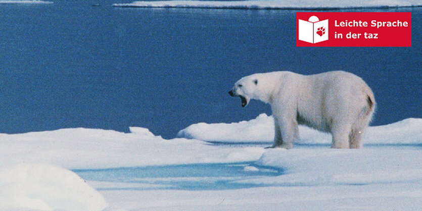 Ein Eisbär steht im Schnee