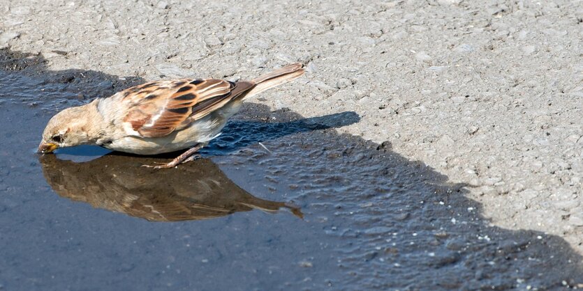 Ein Vogel trinkt