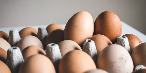 Diverse Hühnereier liegen auf einer Eierpappe