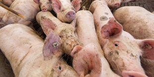 Schweine stehen in einem Stall