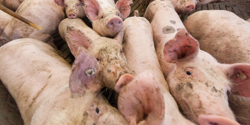 Schweine stehen in einem Stall