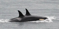Orca-Wale