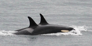 Orca-Wale