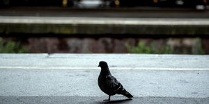 Eine Taube sitzt auf einem menschenleeren Bahnsteig.