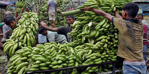 Auf einem Karren liegen große grüne Bananenstauden. Davor steht ein Mann, der sie sortiert